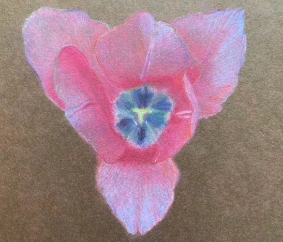 Tulip love triangle - soft pastel on brown paper
